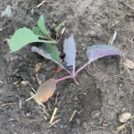 Some canola plants were turning purple. They were scattered here and there throughout the crop, although there wasn’t a great deal of them.