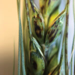 A few years ago, Harding believed bacterial leaf streak would come and go sporadically, remaining little more than a curiosity. Now he thinks it’s here to stay and could become a major threat to cereal crops.