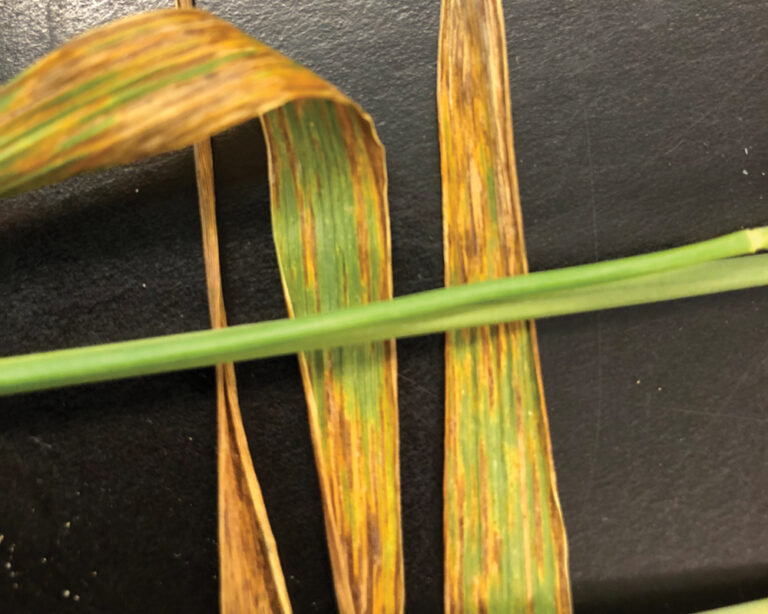 Bacterial leaf streak is a disease you want to watch for Grainews
