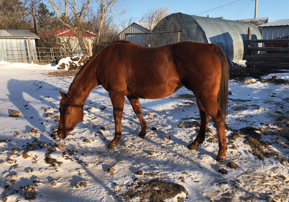 This new brood mare will have a nice fit into a program of producing good ranch and pleasure horses. For more information check out the website: EppichQuarterHorses.com. 