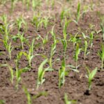 Corn seedlings on June 1, 2020. (Farmtario photo by John Greig)