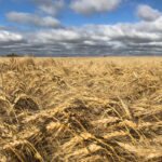 High-yielding wheat can sometimes result in lower protein content due to the dilution effect in the grain — but the yield of this crop was only slightly above average.