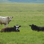 Beef demand is up, but high feed grain prices cut into feeder margins.