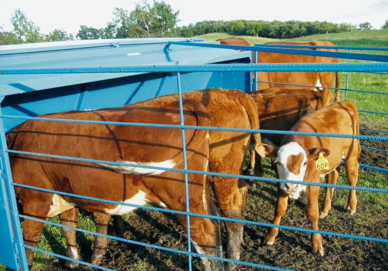 Creep feeding may be a necessity Grainews