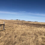 A new fence was built across summer pasture, to better manage cattle with rest/rotational grazing.