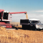 My first experience at Annaheim, Sask., was with the rotary MF 8570. It was a good combine but the cab was not that tight. After a few days, I was plugged up with dust. The door actually rattled and had to be slammed shut every so often. It had a spinning screen to keep off the chaff. However, it did not work all that well.