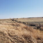 As pastures dry out and forage quality drops, lick tubs are one way to provide cattle with protein and energy.