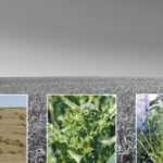 To hit up problem weeds, such as herbicide-resistant kochia (far left photo), Alberta farmer Dallas Vert applies a post-harvest weed control treatment of Valtera. Last year, Saskatchewan farmer Dallas Leduc’s post-harvest application of Roundup ProActive 360 tank mixed with four ounces of 2,4-D worked well on Canada thistle (middle photo) and narrow-leaved hawk’s beard (right) on his farm.