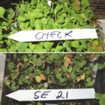 I bioassayed soil in January from a field treated twice with the herbicide tribenuron-methyl in 2020 to determine if the field was suitable for a canola crop this year. It was not — the potted field soil fried the canola seedlings, which is shown in the photo at bottom. The photo at top is the check. I recommended the farmer stay with wheat this year on this quarter.
