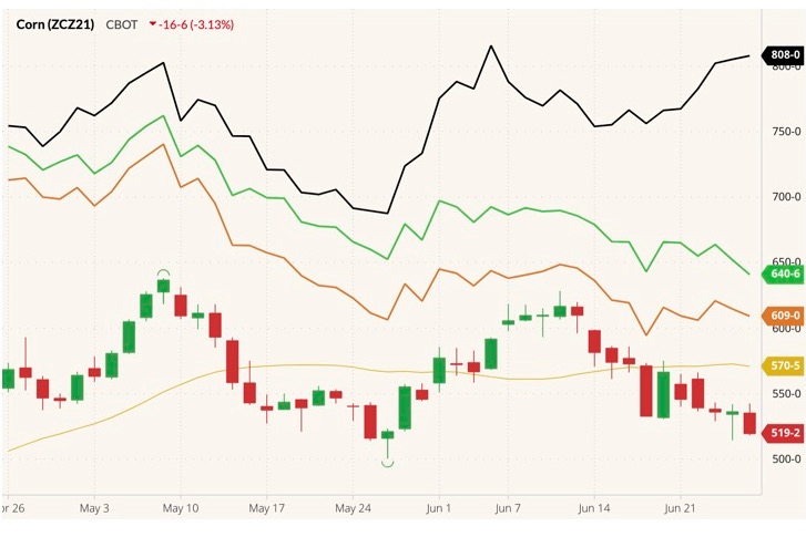 CBOT December 2021 corn (candlesticks) with 20-day moving average (yellow line) and MGEX, CBOT and K.C. September 2021 wheats (black, green and orange lines). (Barchart)
