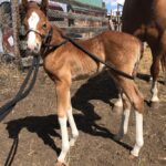Halter training begins when foals are just a few days old.