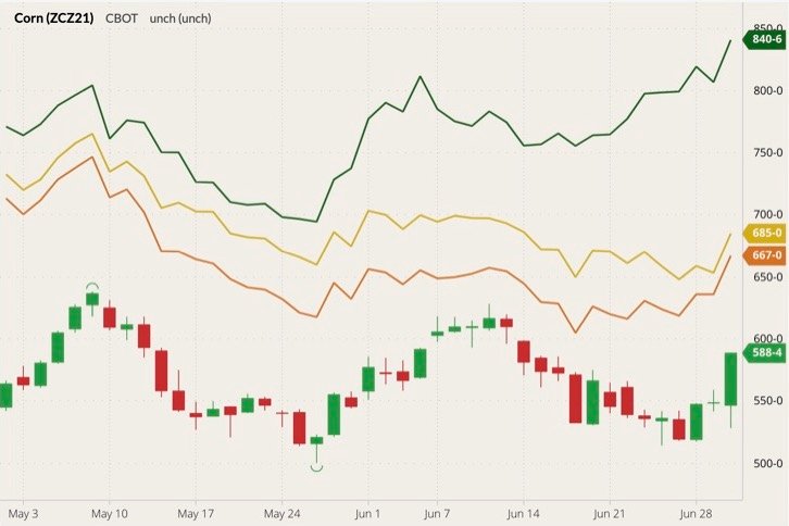 CBOT December 2021 corn (candlesticks) with MGEX, CBOT and K.C. December 2021 wheats (dark green, yellow and orange lines). (Barchart)

