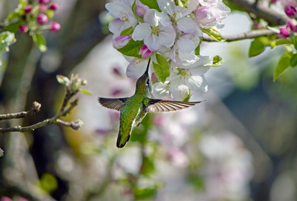This photo taken in April 2021 is a female Anna’s hummingbird enjoying apple blossoms.