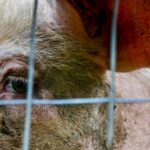 “The emergence of ASF in the Dominican Republic underscores the need for continued and strengthened vigilance to prevent the spread of ASF to other regions.” – CFIA. Photo: iStock/Getty Images Plus