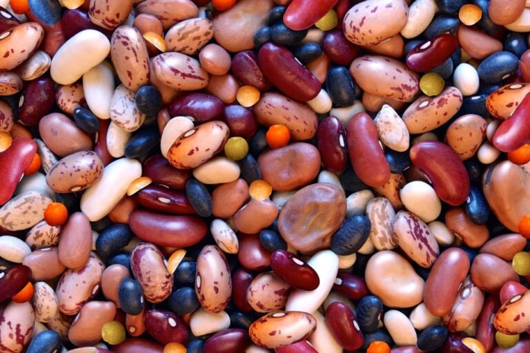 Pulse weekly outlook Dry edible beans faring well in Manitoba weather