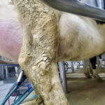 An inflamed udder affected by edema quite often will correct itself, but not always.
