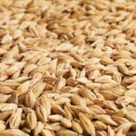 Barley. (Photo courtesy Canada Beef Inc.)
