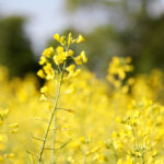 Heat and drought conditions this growing season have forced canola to develop early.
 Photo: Greg Berg
