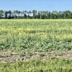 While it is important to be aware of risks associated with feeding canola forage, it may provide an alternate forage for drought-stricken livestock producers.
