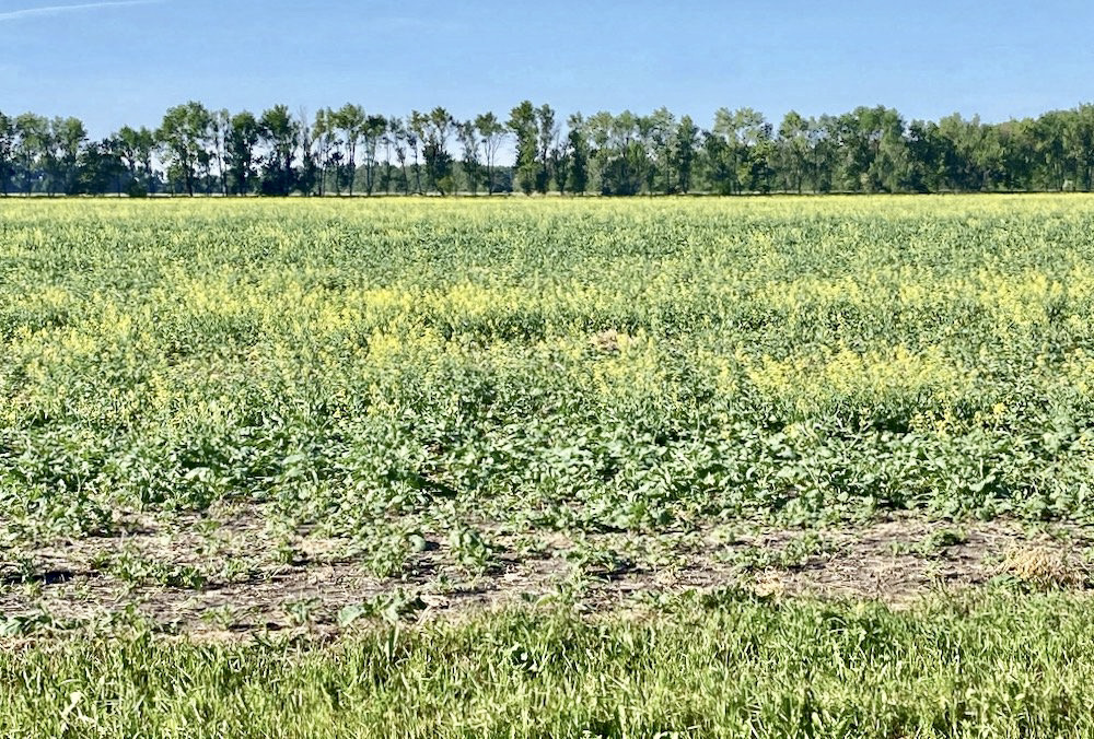 While it is important to be aware of risks associated with feeding canola forage, it may provide an alternate forage for drought-stricken livestock producers.