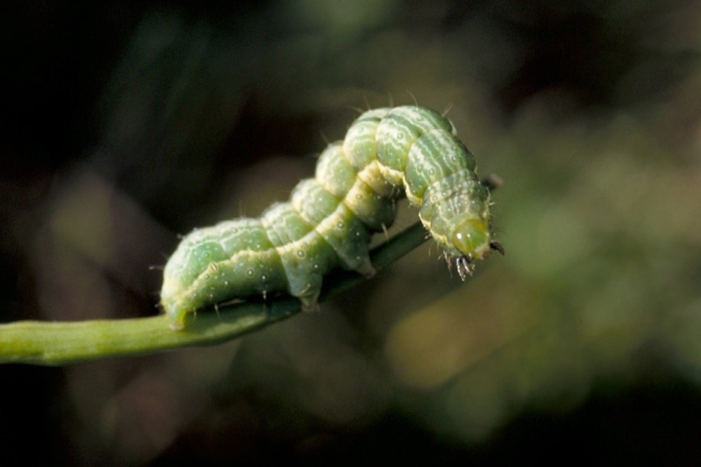Alfalfa looper larva. (CanolaCouncil.org)
