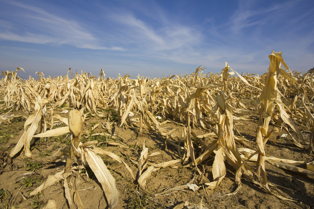 After a dry growing season
