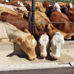It is important to make a well balanced mineral available, but also important to do your best to encourage cattle to eat their daily requirement.