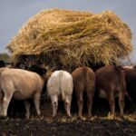 Lurking nitrates and noxious weeds threaten to be yet another fly in the ointment as livestock producers continue to struggle for every scrap of annual crop or hay they can get their hands on.