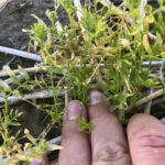 The plants on the injured 60 acres were stunted, had a thin stand and general yellowing, particularly on the headlands.