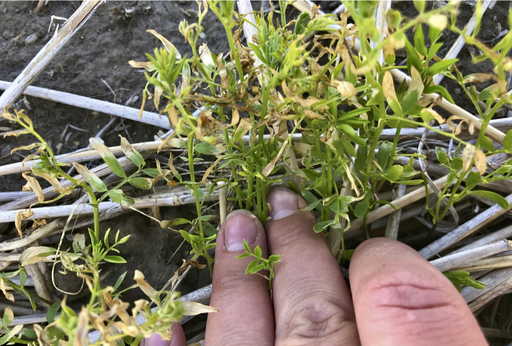 The plants on the injured 60 acres were stunted, had a thin stand and general yellowing, particularly on the headlands.