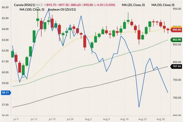 ICE November 2021 canola (candlesticks) with 20-, 50- and 100-day moving averages (yellow, green and black lines) and CBOT October 2021 soyoil (blue line, left column). (Barchart)
