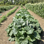This photo was taken July 23, 2021. Corn, carrots and tomatoes have been watered often. The zucchini in the foreground received almost no extra water above the 1.75 inches of rain on May 24 and 0.85 inches on June 10. No rain of any account since then. All squash types have tremendous root systems.