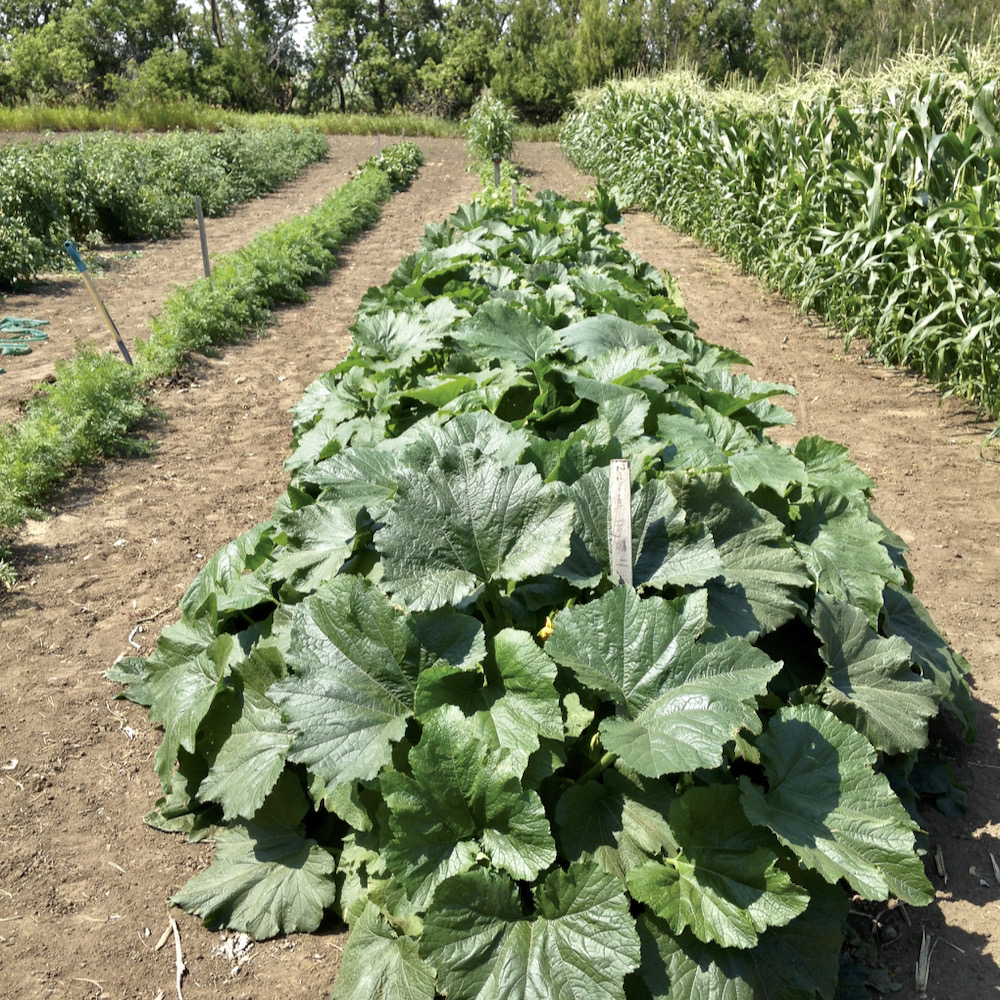 This photo was taken July 23, 2021. Corn, carrots and tomatoes have been watered often. The zucchini in the foreground received almost no extra water above the 1.75 inches of rain on May 24 and 0.85 inches on June 10. No rain of any account since then. All squash types have tremendous root systems.