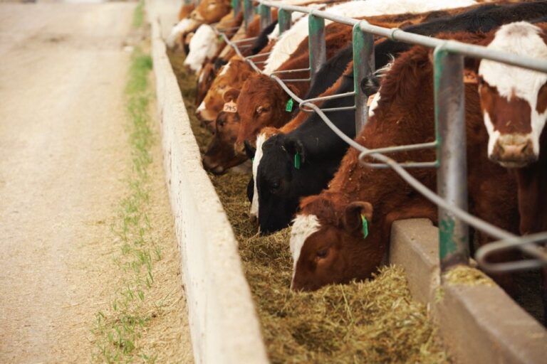 Klassen Optimistic fed cattle outlook supports feeder market Grainews