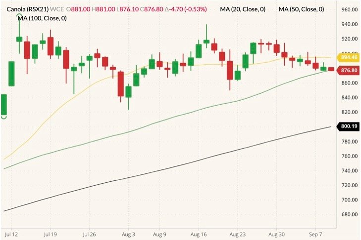 ICE November 2021 canola (candlesticks) with 20-, 50- and 100-day moving averages (yellow, green and black lines). (Barchart)
