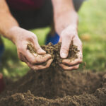 Soil variability changes nutrition requirements