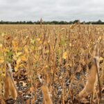 A soybean crop at Headingley, Man. on Sept. 2, 2021. StatsCan’s latest estimates project drought-hit Manitoba’s soybean production to drop by 22.2 per cent from 2021, while Canada’s soybean harvest overall is expected down 7.4 per cent on the year. (Dave Bedard photo)