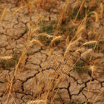Les Henry: Droughts I have known