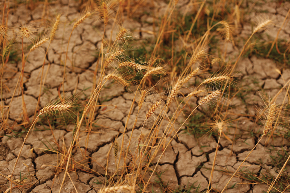 Les Henry: Droughts I have known