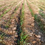File photo of emerging durum south of Griffin, Sask. on May 31, 2019. (Leeann Minogue photo)