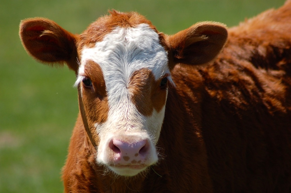 The U.S. calf crop has been shrinking since 2018.