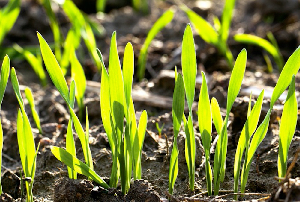 In both wheat and barley, boron deficiency causes the unfertilized cereal grain flowers to open up just like open pollinated rye. The consequences of deficiencies are failure to set seed, as in canola and wheat, and, in barley, the open, exposed cereal flowers can have very high levels of ergot.