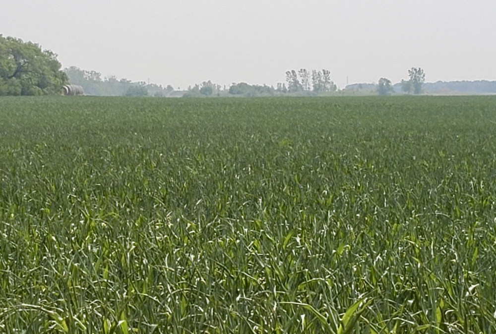 Curled leaves on corn plants due to drought cause it look a bit like the spears of a pineapple crop, resulting in what some call pineapple corn.