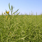 The Canola Council of Canada says hot days and warm nights from bud to mid-flowering stages can have a devastating effect on canola yield.