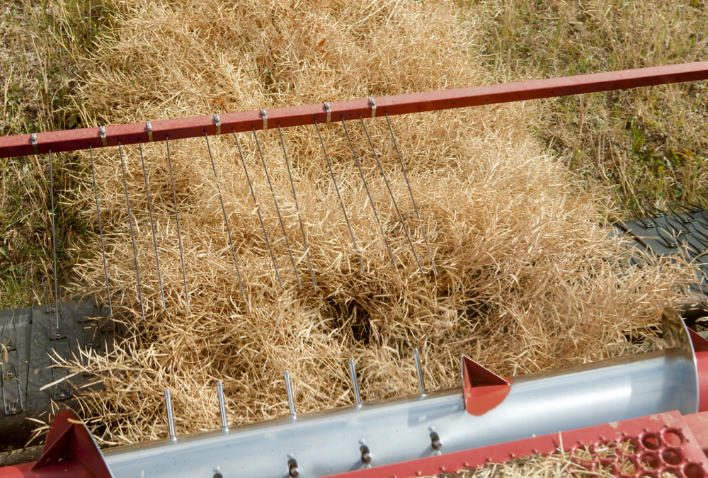 In a dry growing season, producers may see considerable variability in crop maturity.