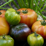 Just a few of the tomatoes picked from my garden.