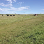 This 50-foot well, set up to automatically keep the trough full, kept a few dozen cow-calf pairs happy this summer. Recent rain has greened up the pasture so stock is still there September 10. Many mornings when I arrive, the cow-calf pairs are lounging around slaking their thirst and then they saunter off to find some grass. It has been fun to watch.