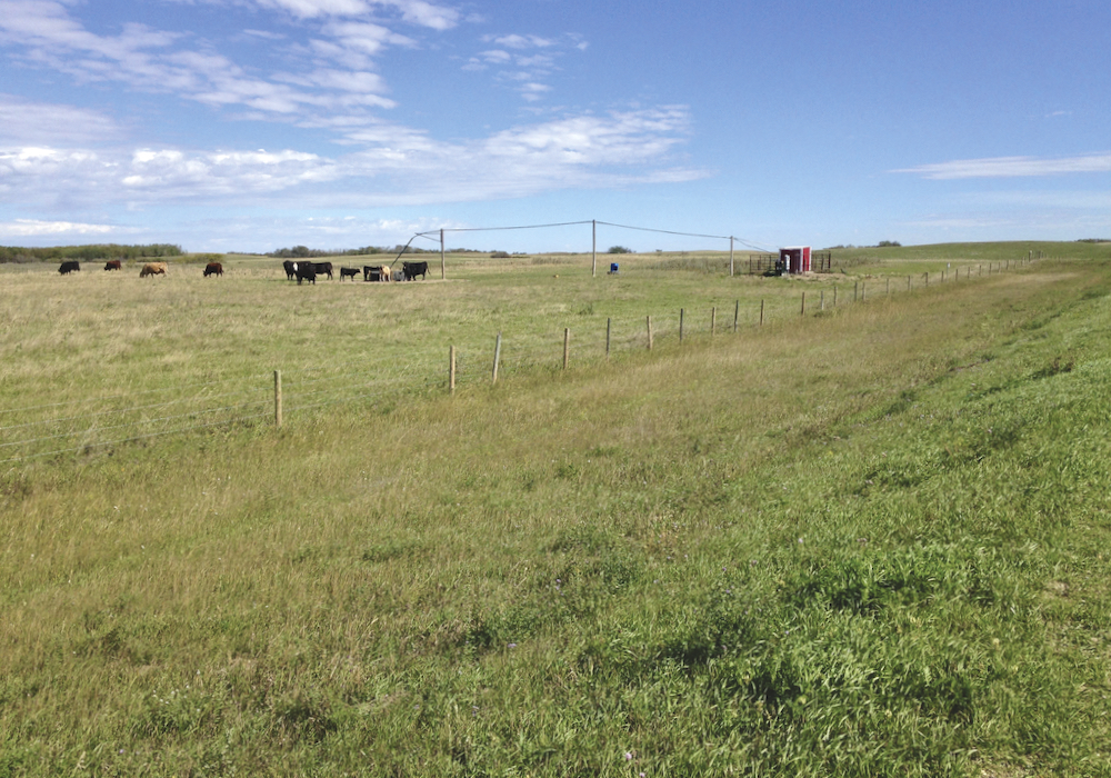 This 50-foot well, set up to automatically keep the trough full, kept a few dozen cow-calf pairs happy this summer. Recent rain has greened up the pasture so stock is still there September 10. Many mornings when I arrive, the cow-calf pairs are lounging around slaking their thirst and then they saunter off to find some grass. It has been fun to watch.