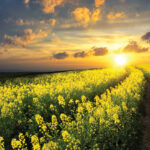 New canola varieties for 2022