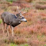 A male mule deer. Photo: kahj19/iStock/Getty Images Plus